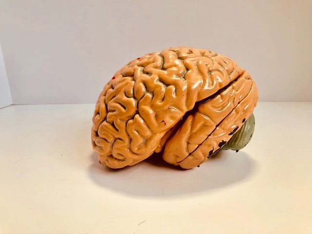 brain