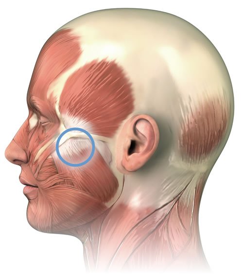 jaw muscle